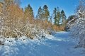 Pines against the sky, Rossmore Forest Park